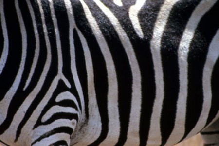 Kruger National Park - 1° piano di zebra